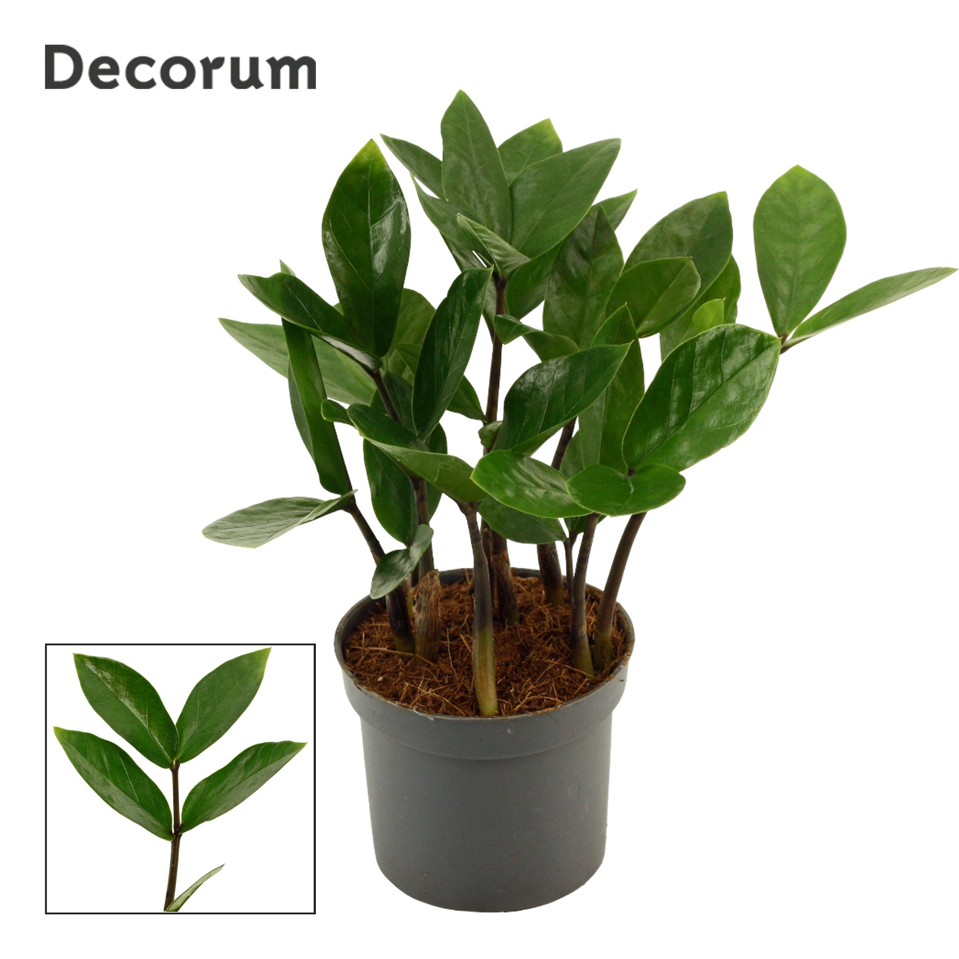 Zamioculcas zamiifolia 20cm 9cm Pot