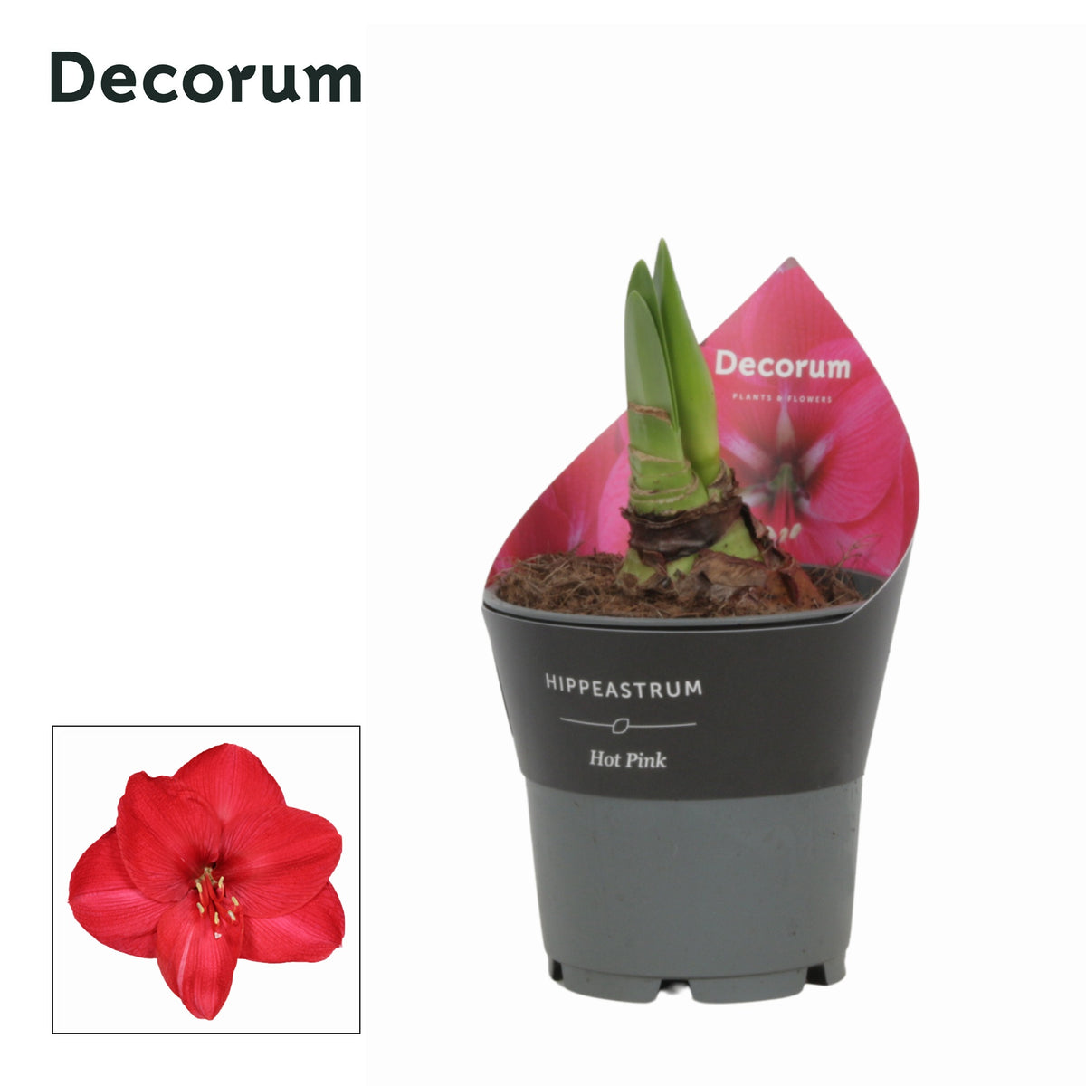 Hippeastrum 25cm 12cm Pot