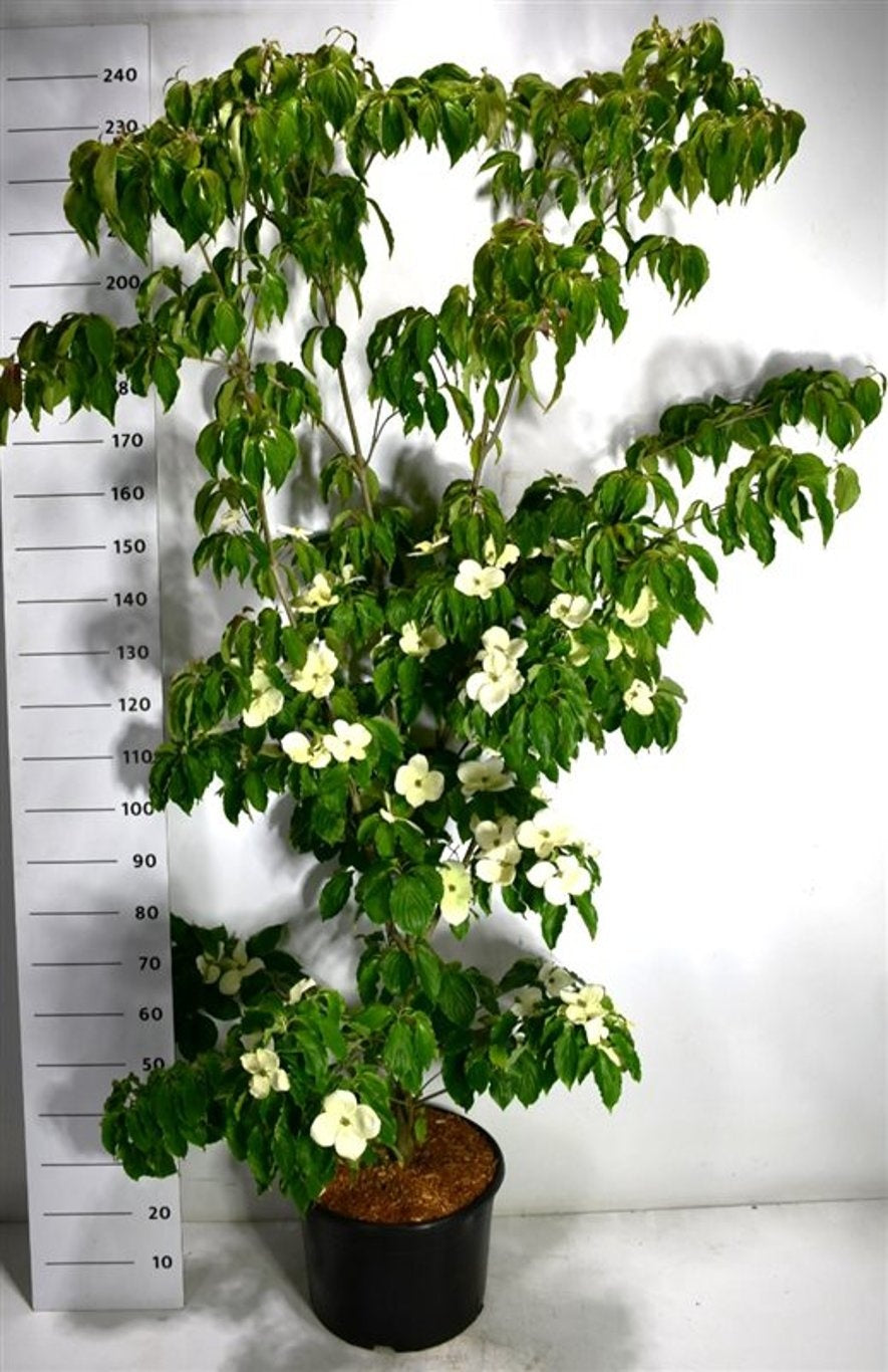 Bloemenkampen BV, Hkw. de Cornus kousa Teutonia Pack of 1