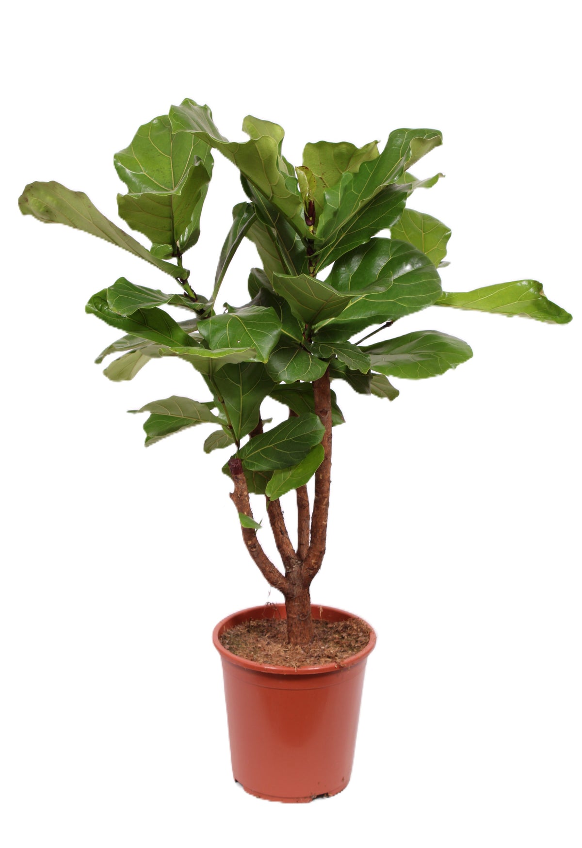 Ficus lyrata 140cm 30cm Pot