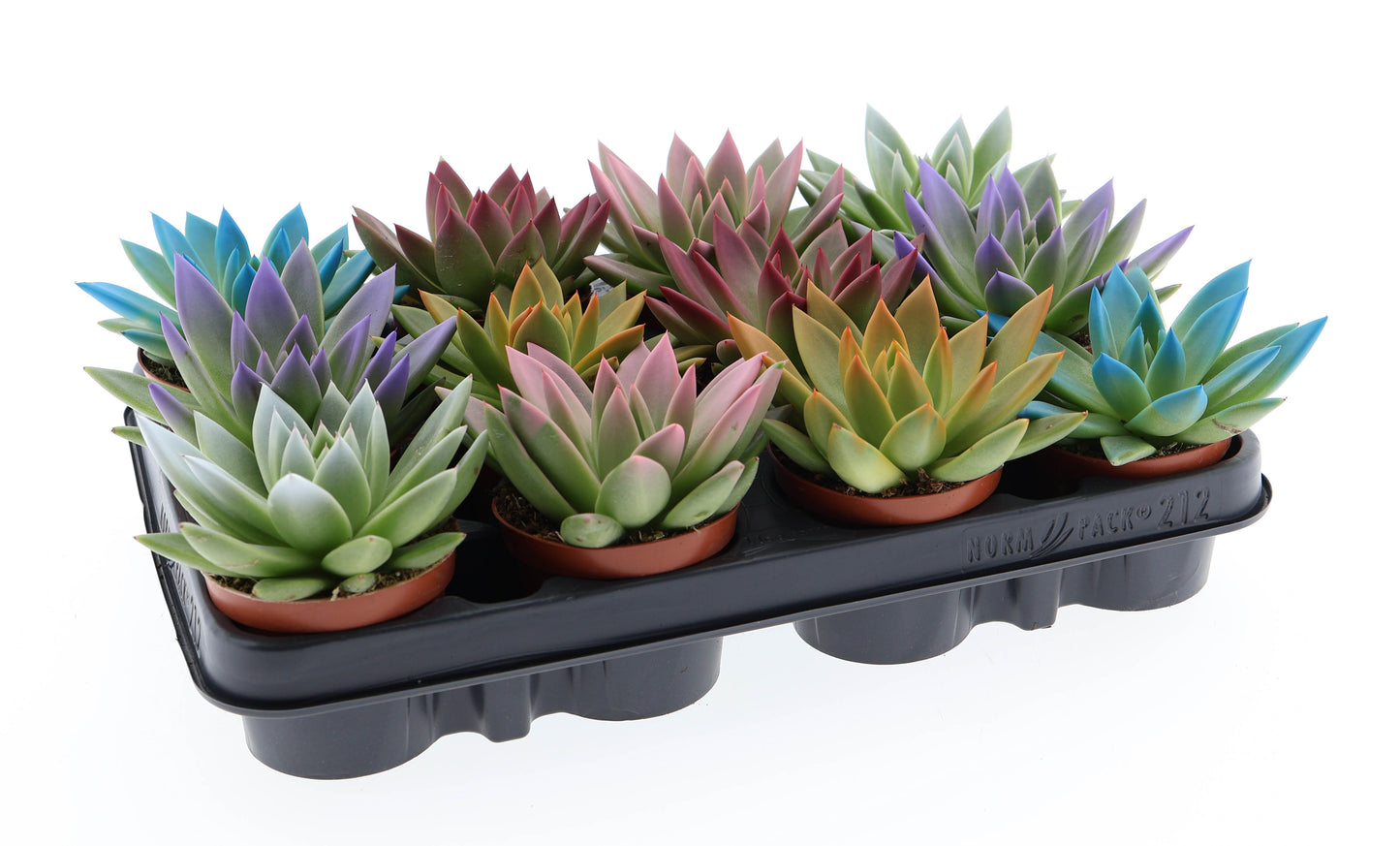 Euro Cactus Holland Bv Rainbow tips mix Pack of 12