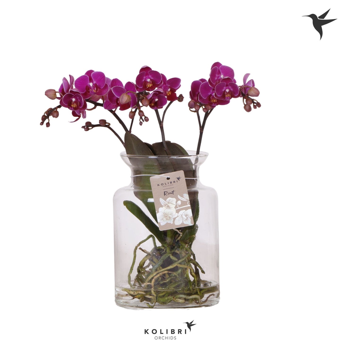 Phalaenopsis purple 50cm 16cm Pot