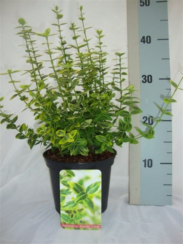 Euonymus Emerald & Gold 35cm 17cm Pot