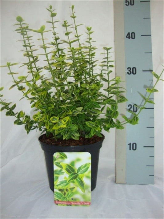 Euonymus Emerald & Gold 35cm 17cm Pot