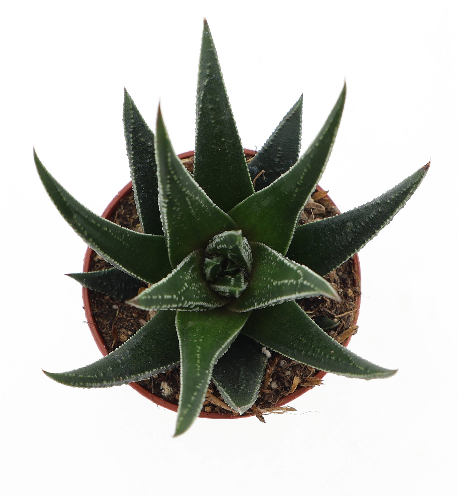 Haworthia fasciata 10cm 5.5cm Pot