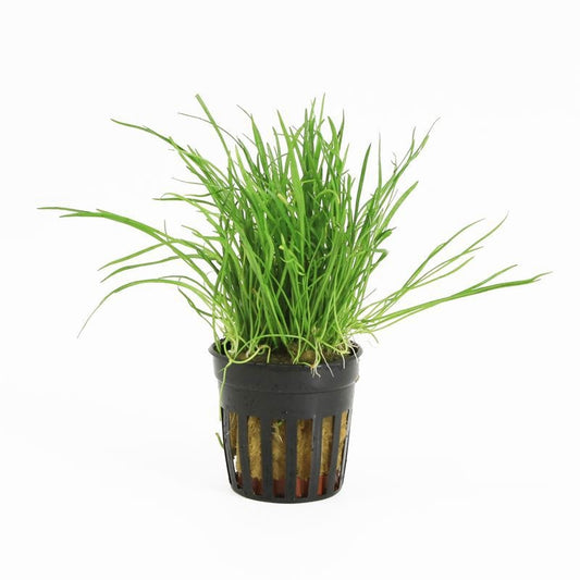 Lilaeopsis Novea-Zealandiae 10cm 5cm Pot