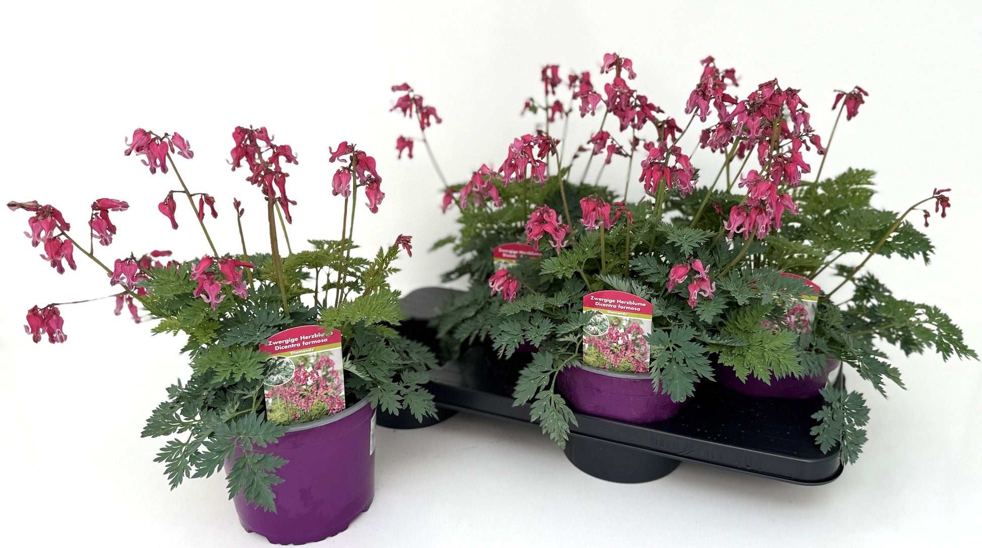Dicentra spectabilis 45cm 17cm Pot