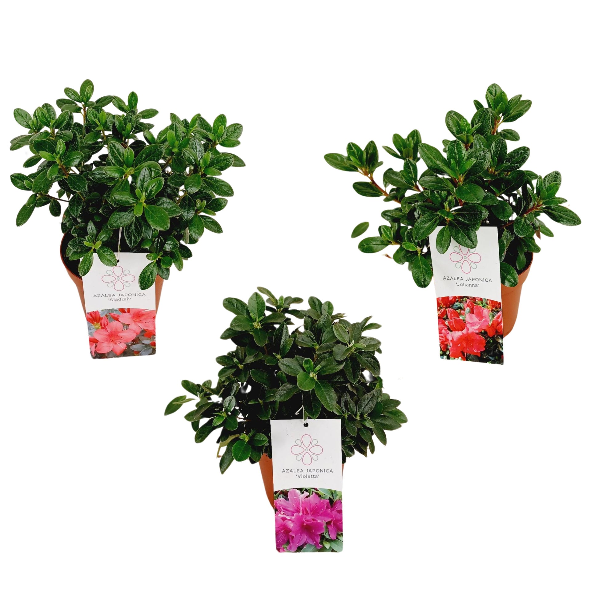 Leybaert BVBA Rhododendron japonicum Pack of 8