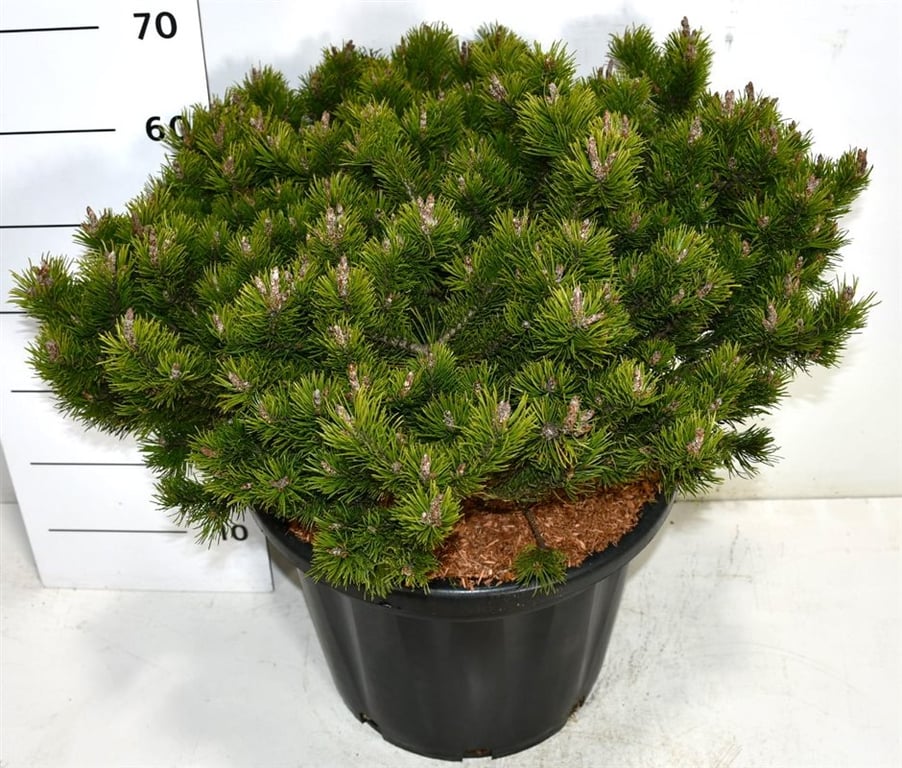 Pinus mugo Klostergrün 70cm 40cm Pot
