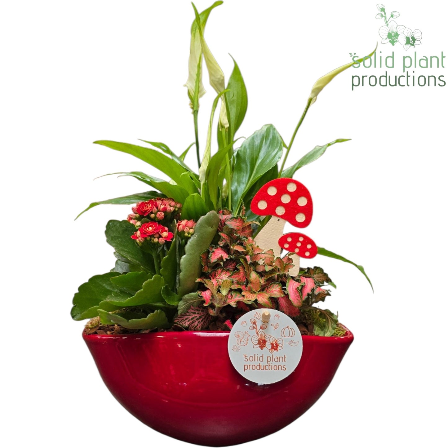 SP005 Evelyn Red 40cm 22cm Pot