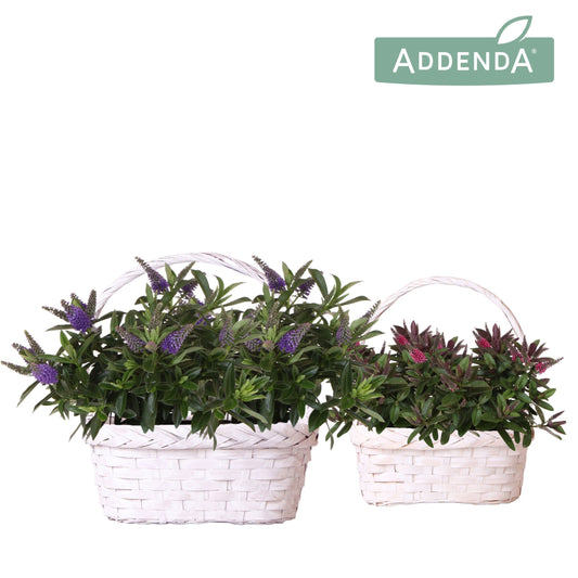 Hebe Hebedonna Alexa 30cm 24cm Pot