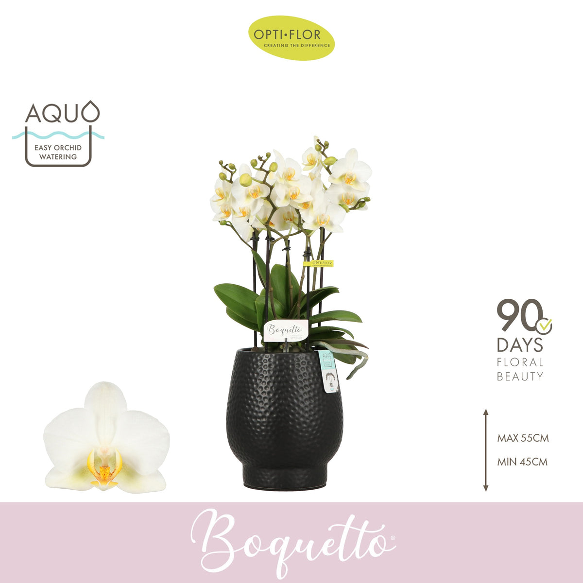 Phalaenopsis Boquetto Beauty 45cm 12cm Pot
