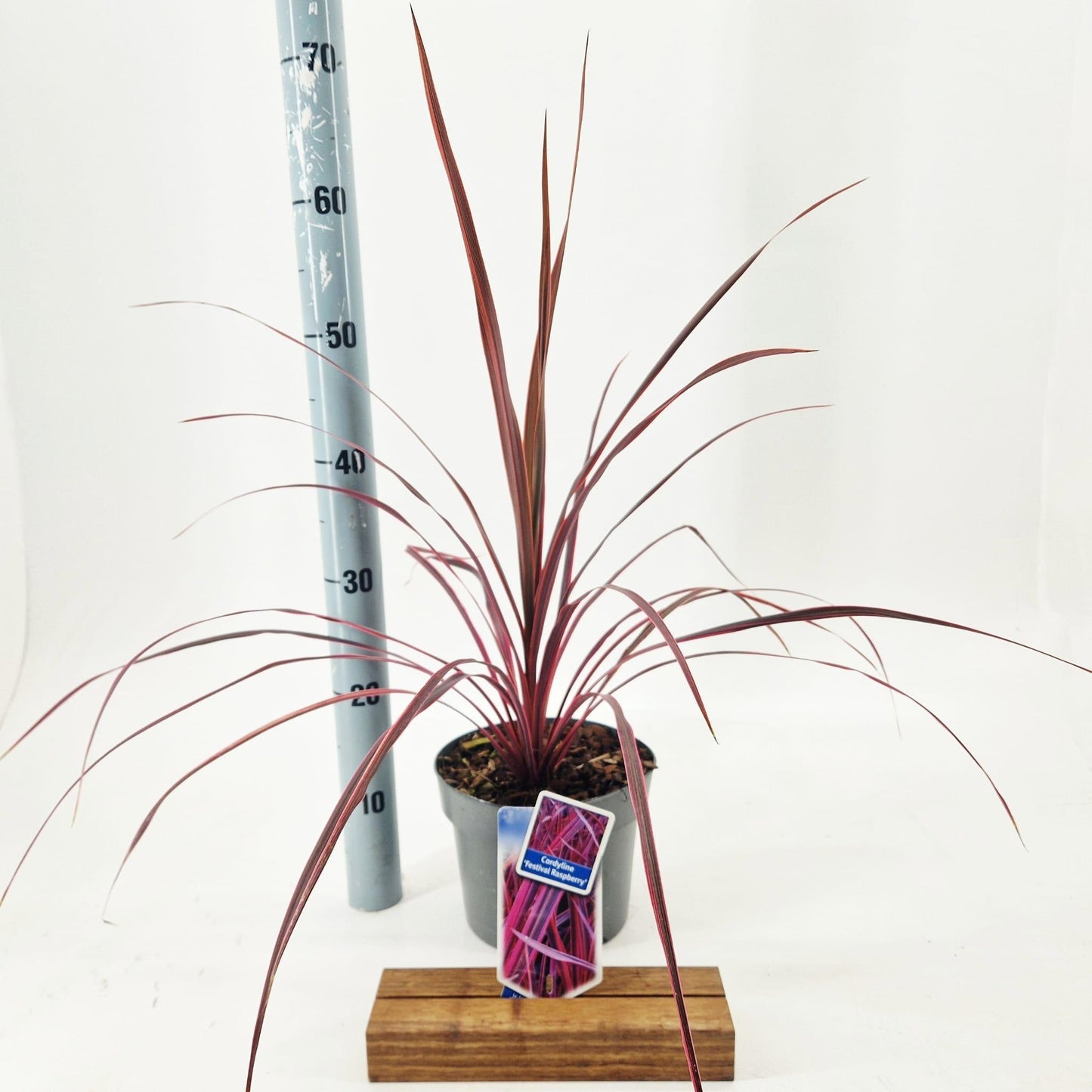 Cordyline 65cm 19cm Pot
