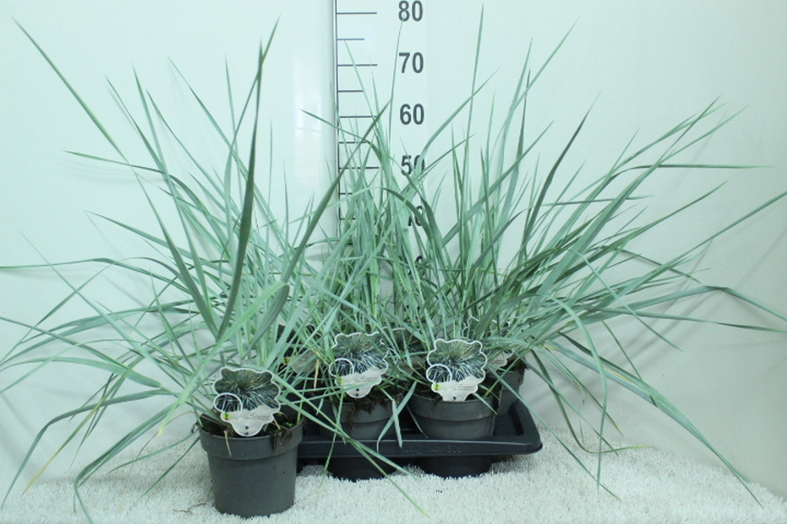 Leymus arenarius 70cm 17cm Pot