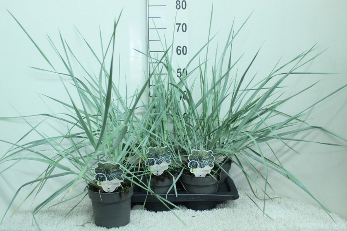 Leymus are. 'Blue Dune' 70cm 17cm Pot