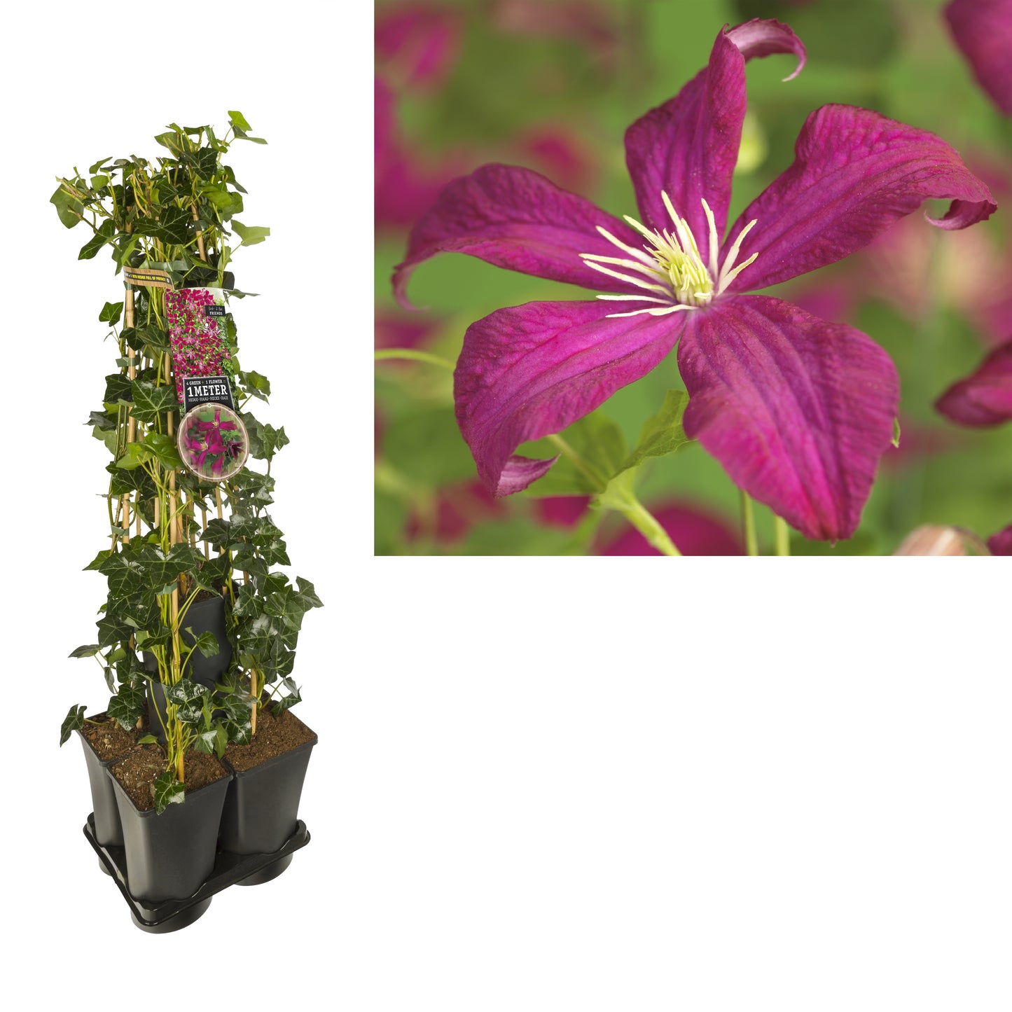 Clematis hybrid mix 95cm 17cm Pot