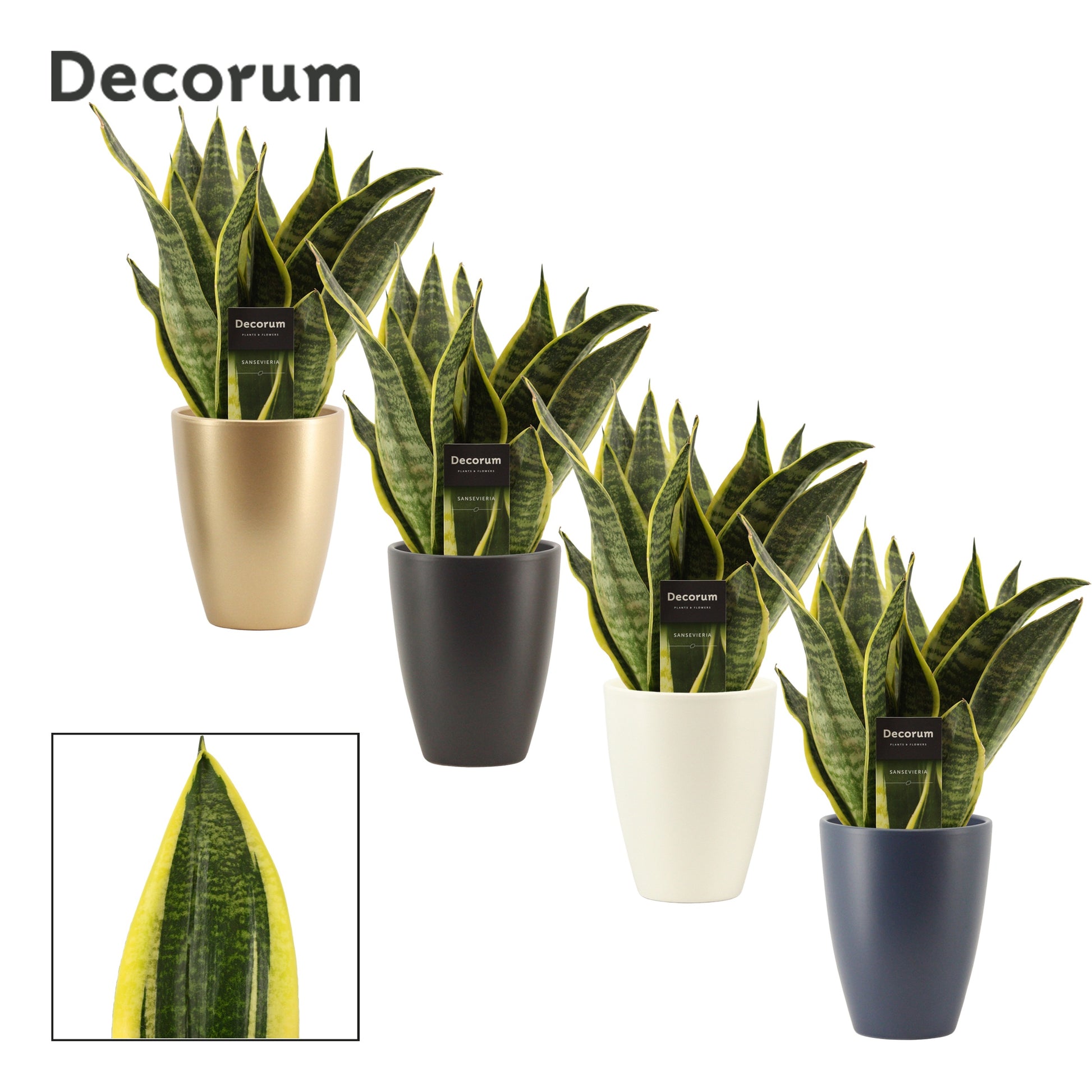 Duijn-Hove BV, kwekerij Sansevieria Futura Superba Pack of 6