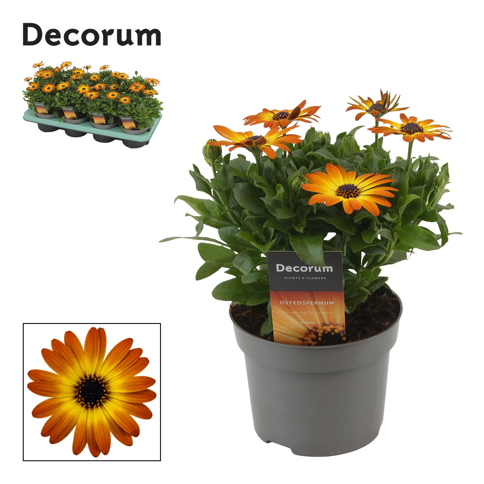 Osteospermum Margarita Orange Flare 25cm 12cm Pot