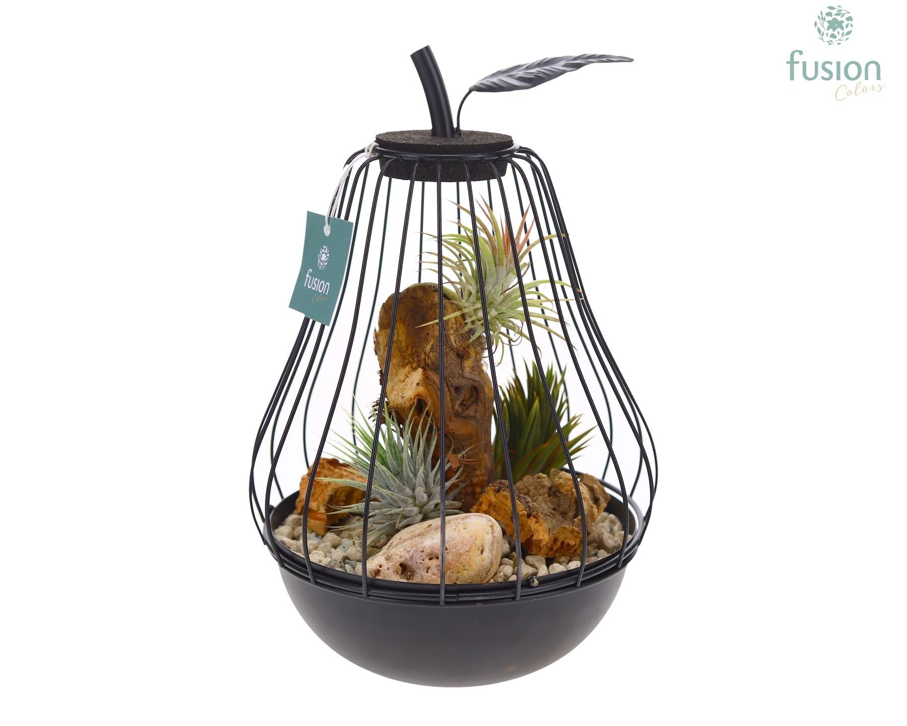 arr. Tillandsia 25cm 17cm Pot