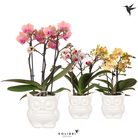 Kolibri Orchids Phalaenopsis mix 3 spike in Owl pot white 40cm 9cm Pot