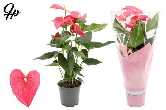 Anthurium Maine 60cm 17cm Pot