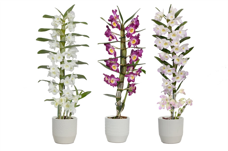 Dendrobium nob. Star Class 50cm 12cm Pot