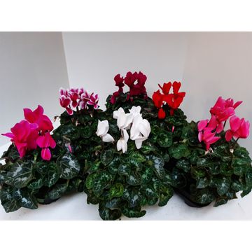 Cyclamen XL 30cm 13cm Pot