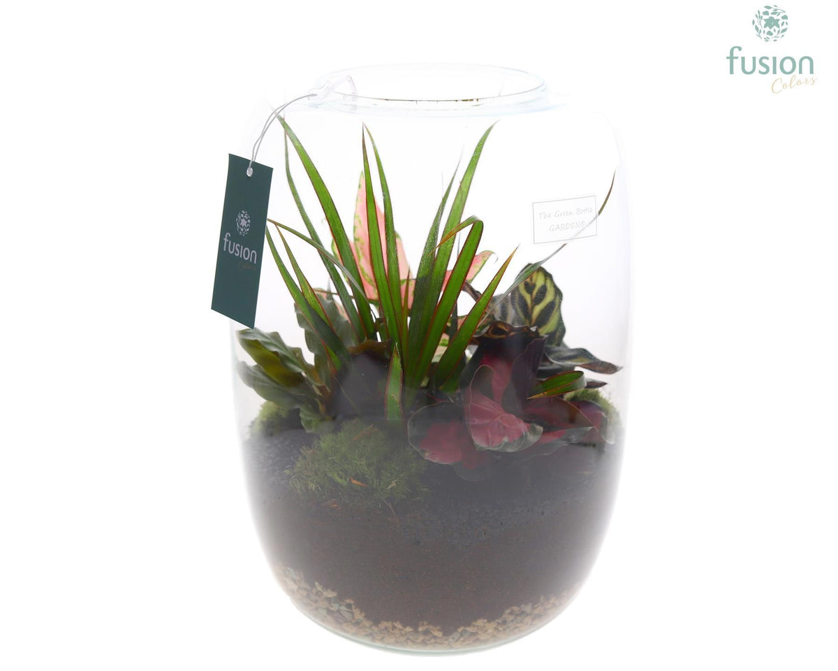 Green Bottle Isabella XLarge met Groen planten 29cm 23cm Pot