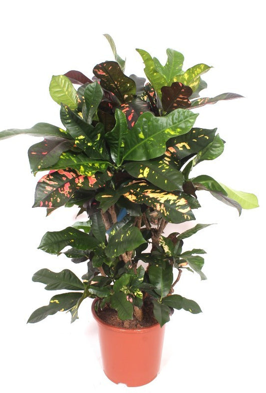 Codiaeum Magnificent 110cm 27cm Pot
