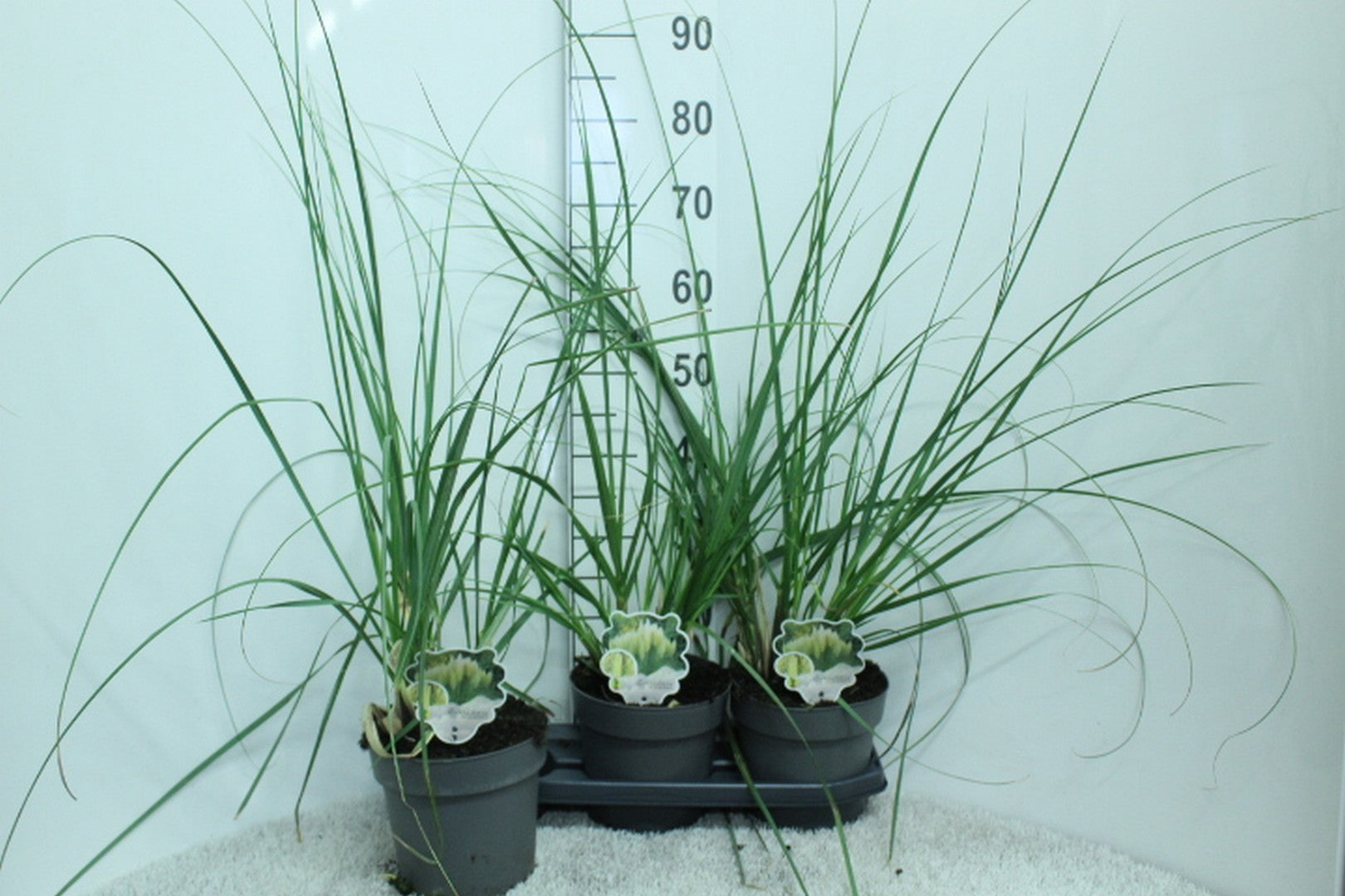 Cortaderia sellona Pumila 80cm 19cm Pot