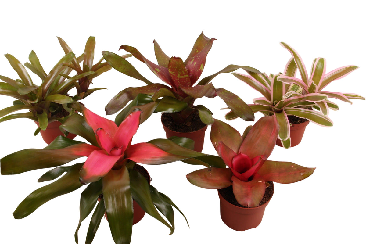 Neoregelia mix 40cm 12cm Pot