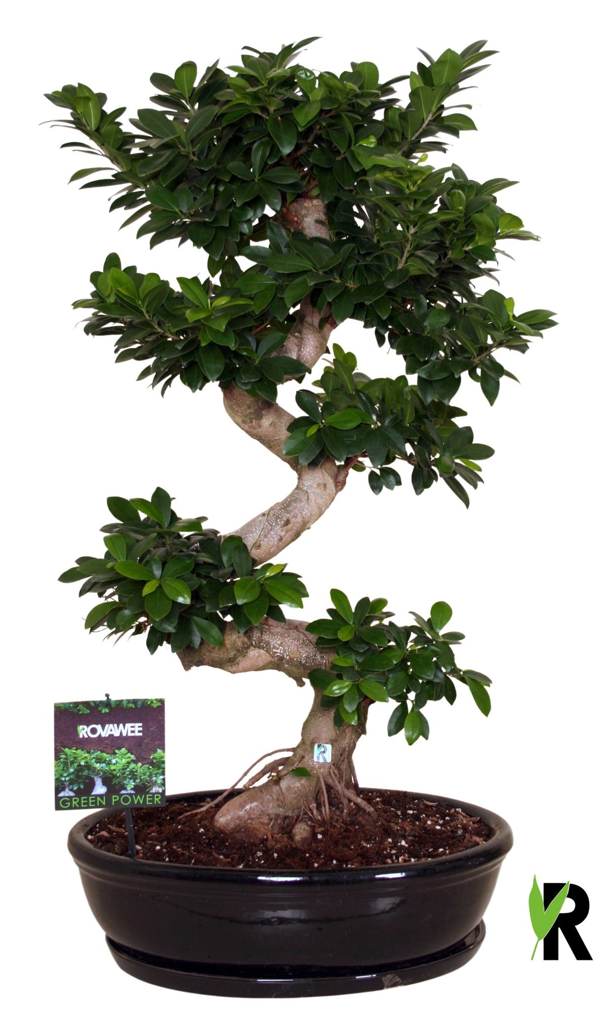 Ficus Ginseng 110cm 50cm Pot