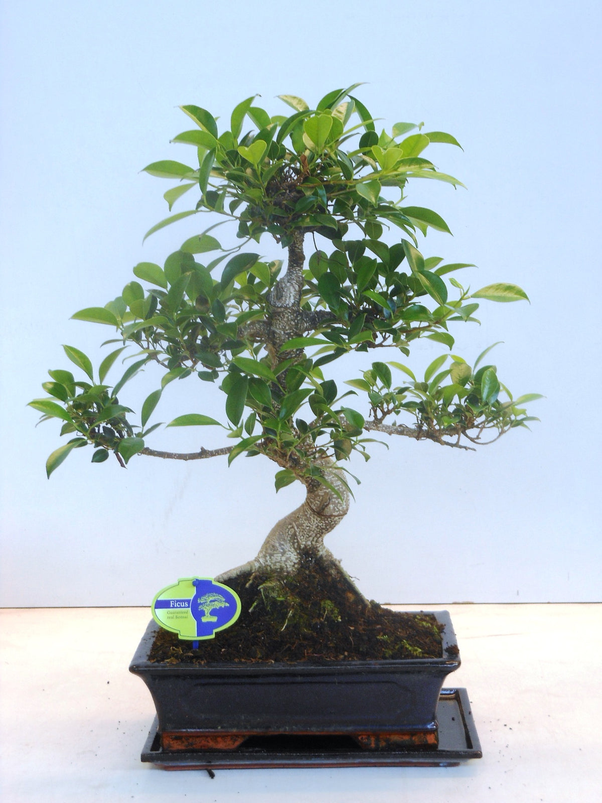 Bonsai Mix 50cm 30cm Pot