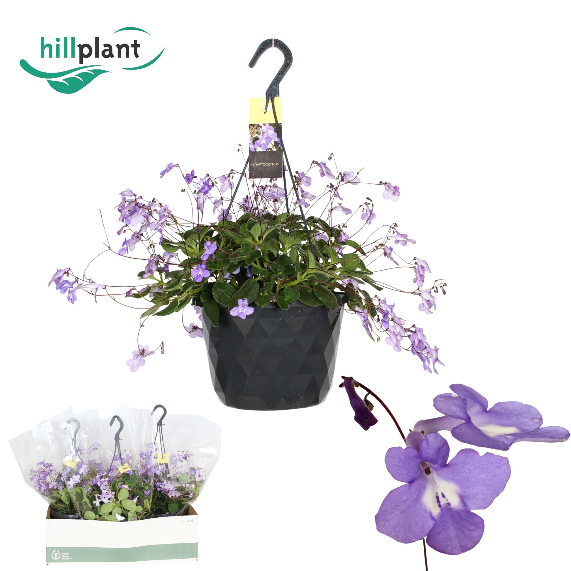 Streptocarpus saxorum 40cm 23cm Pot