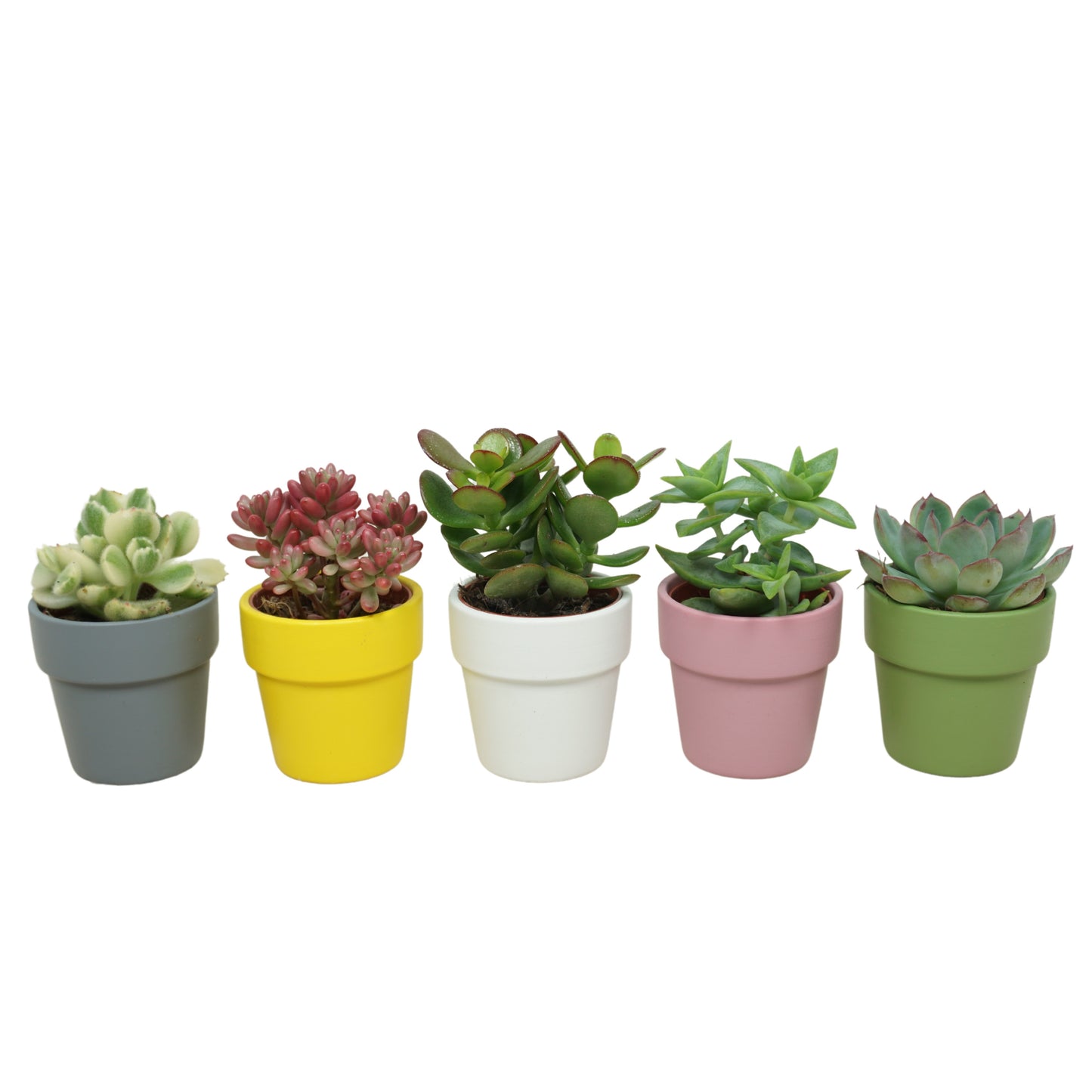 Succulent mix 10cm 5.5cm Pot