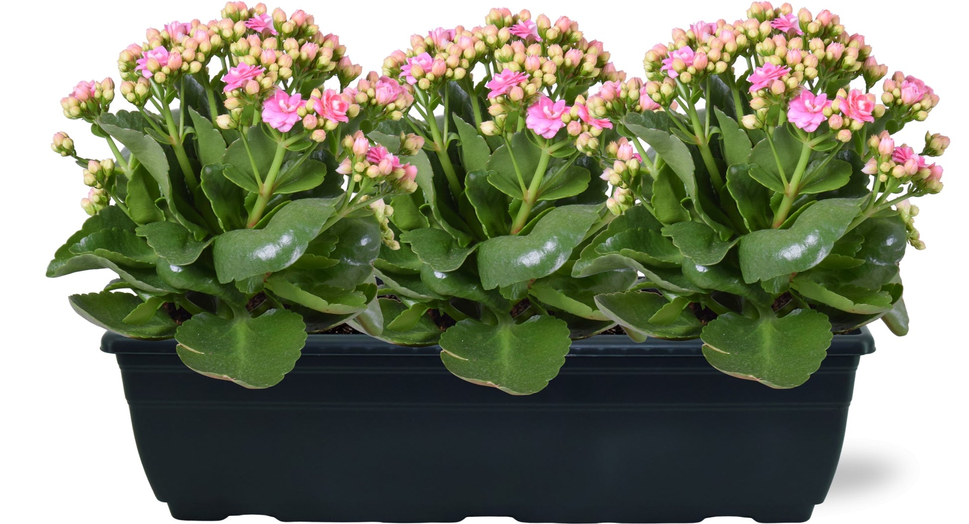 Kalanchoe Perfecta Pink 25cm 40cm Pot