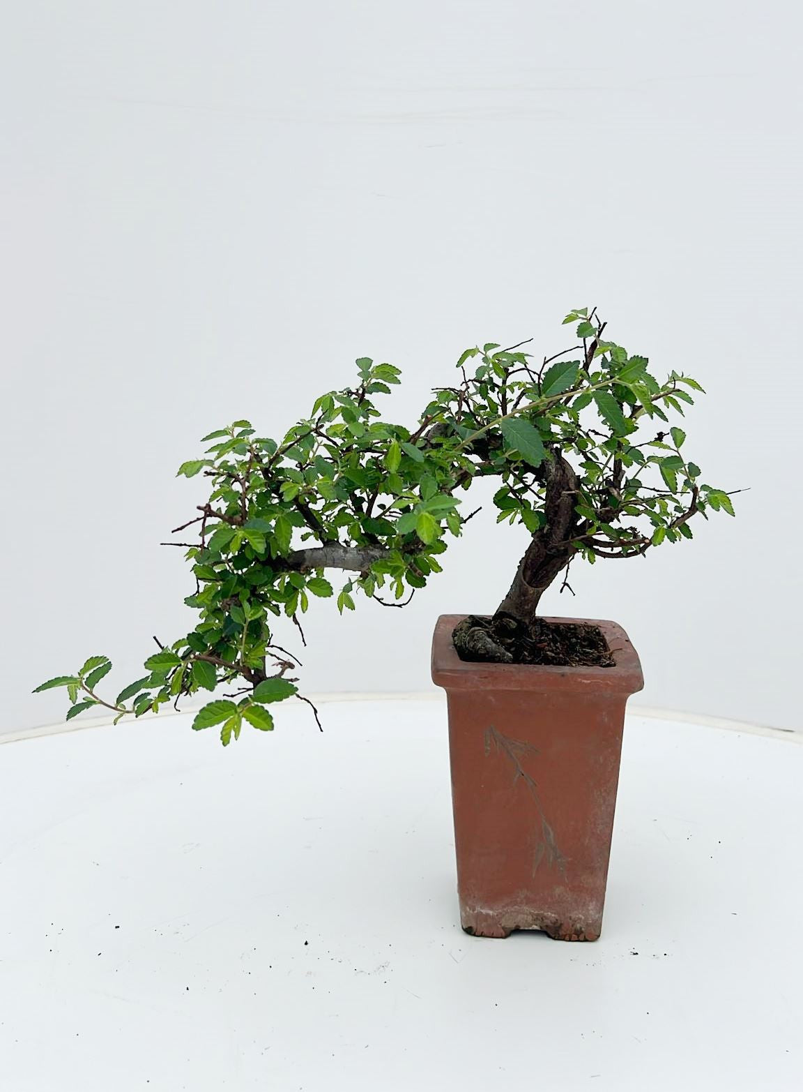 Zelkova sp. Bonsai 25cm 10cm Pot