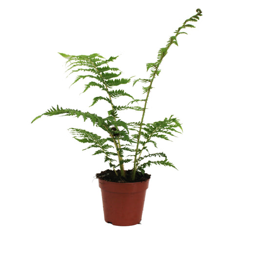 Cyathea Tomentosissi 30cm 12cm Pot