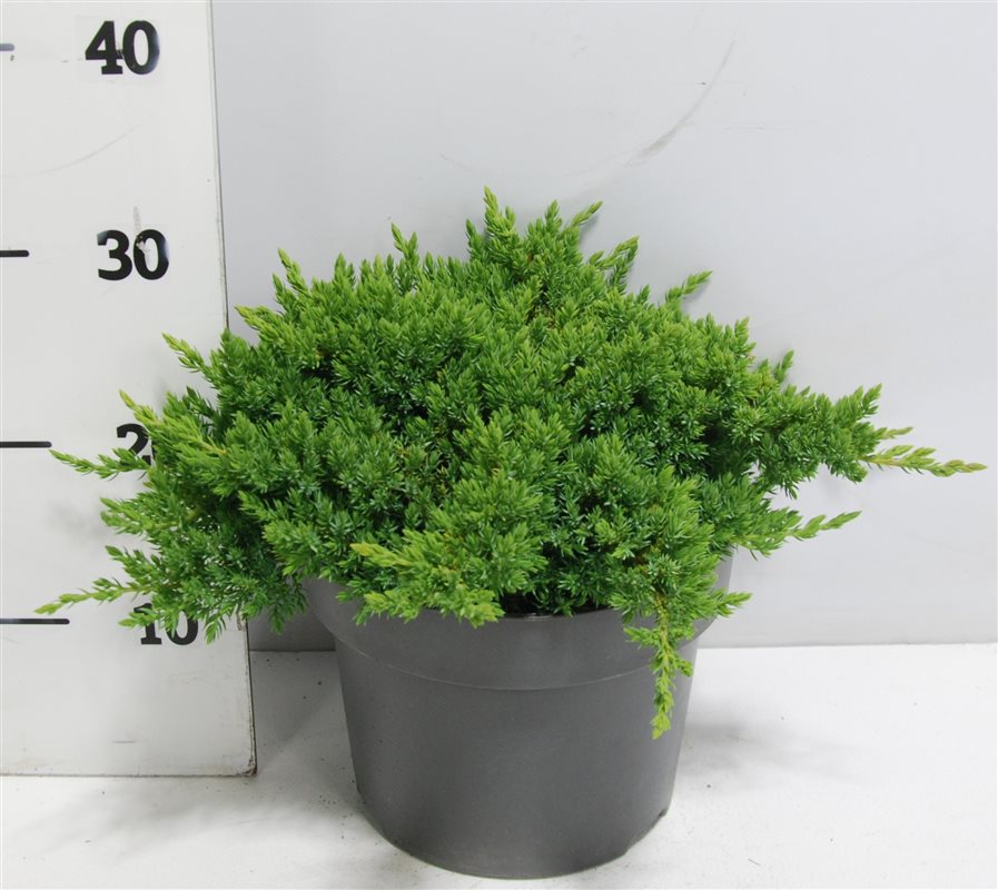 Juniperus procumbens Nana 30cm 23cm Pot