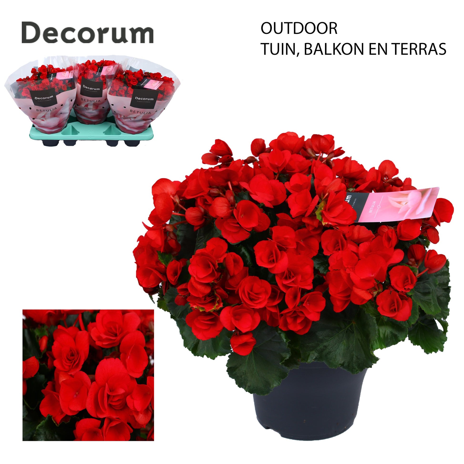 Have BV. J.&.P. ten Begonia Betulia Red outdoor Pack of 3