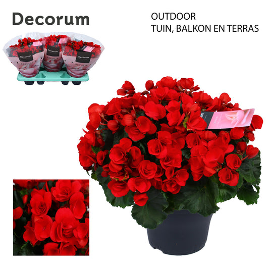 Have BV. J.&.P. ten Begonia Betulia Red outdoor Pack of 3