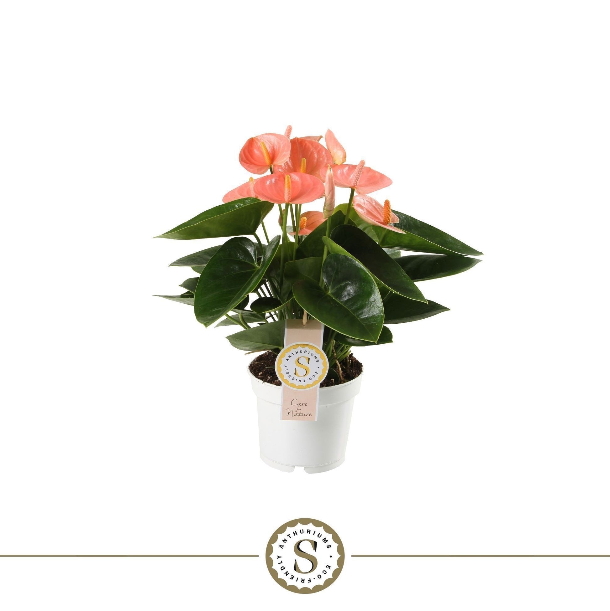 Stolk Brothers BV Anthurium Spirit Pack of 10