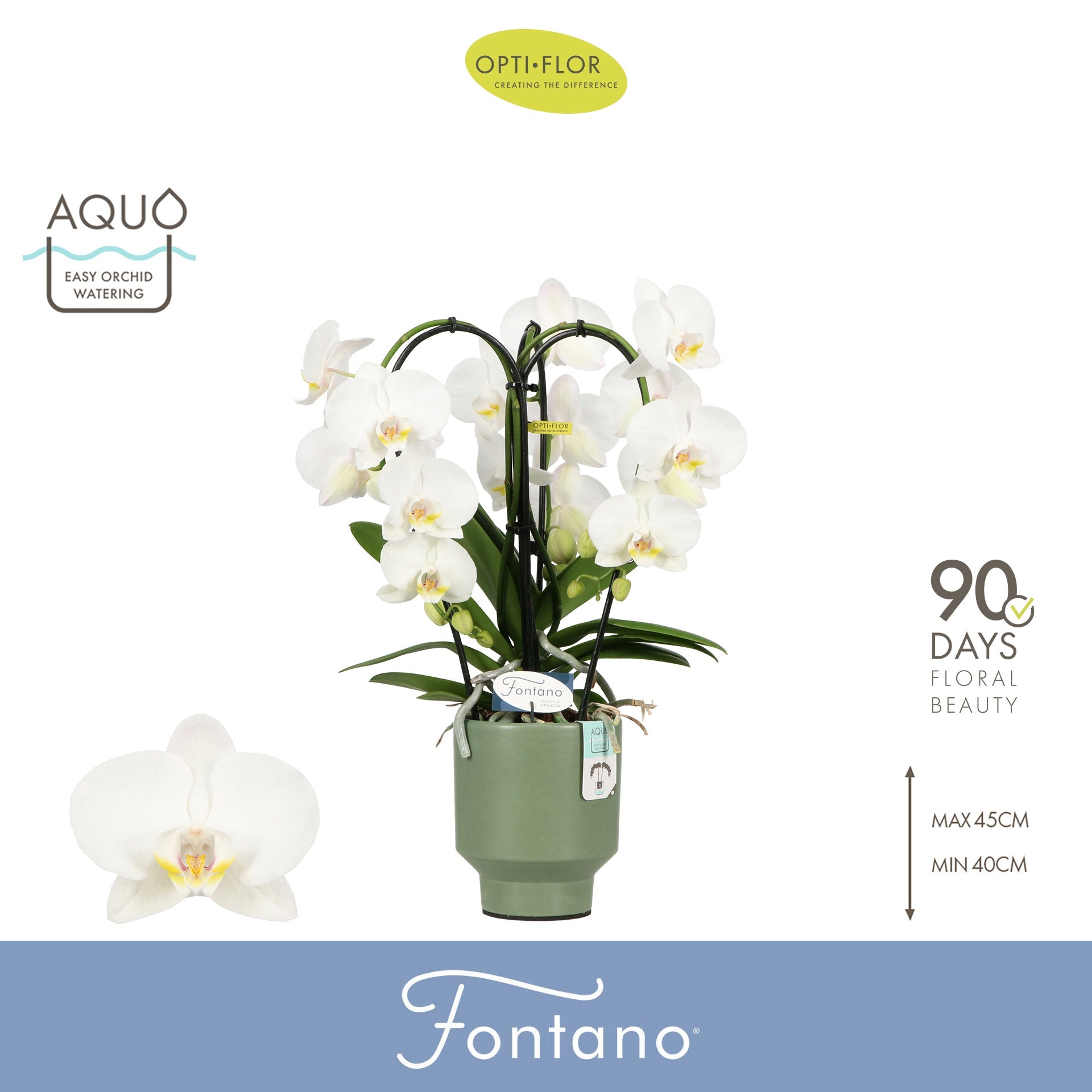 Phalaenopsis Fontano Bellagio 50cm 12cm Pot