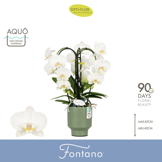 Phalaenopsis Fontano Bellagio 50cm 12cm Pot