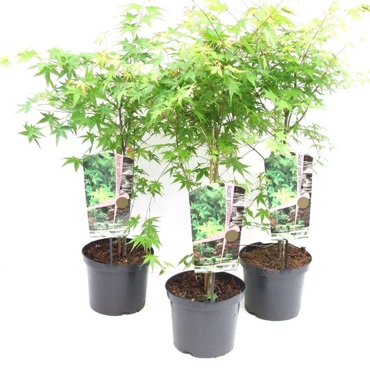 Acer palmatum 50cm 23cm Pot