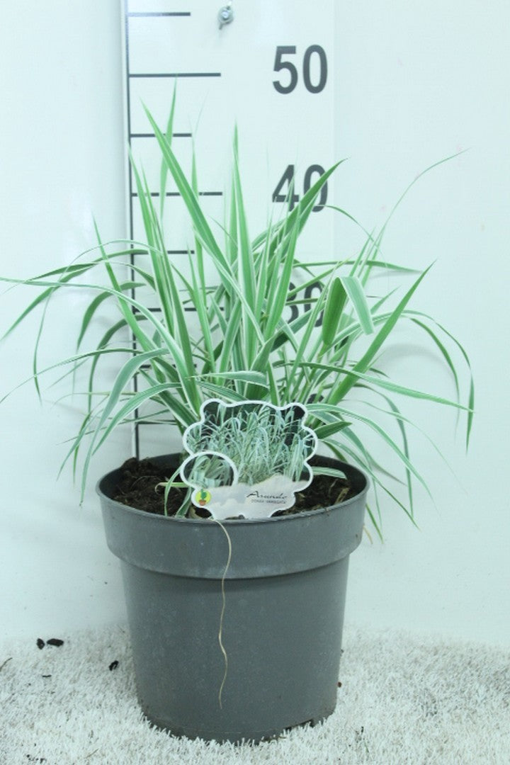Arundo donax 45cm 23cm Pot