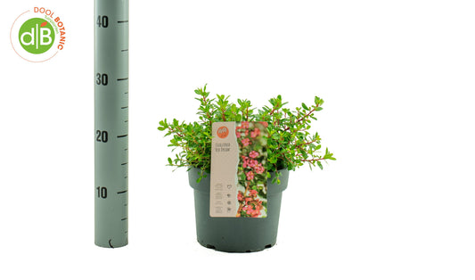 Escallonia Red Dream 25cm 19cm Pot