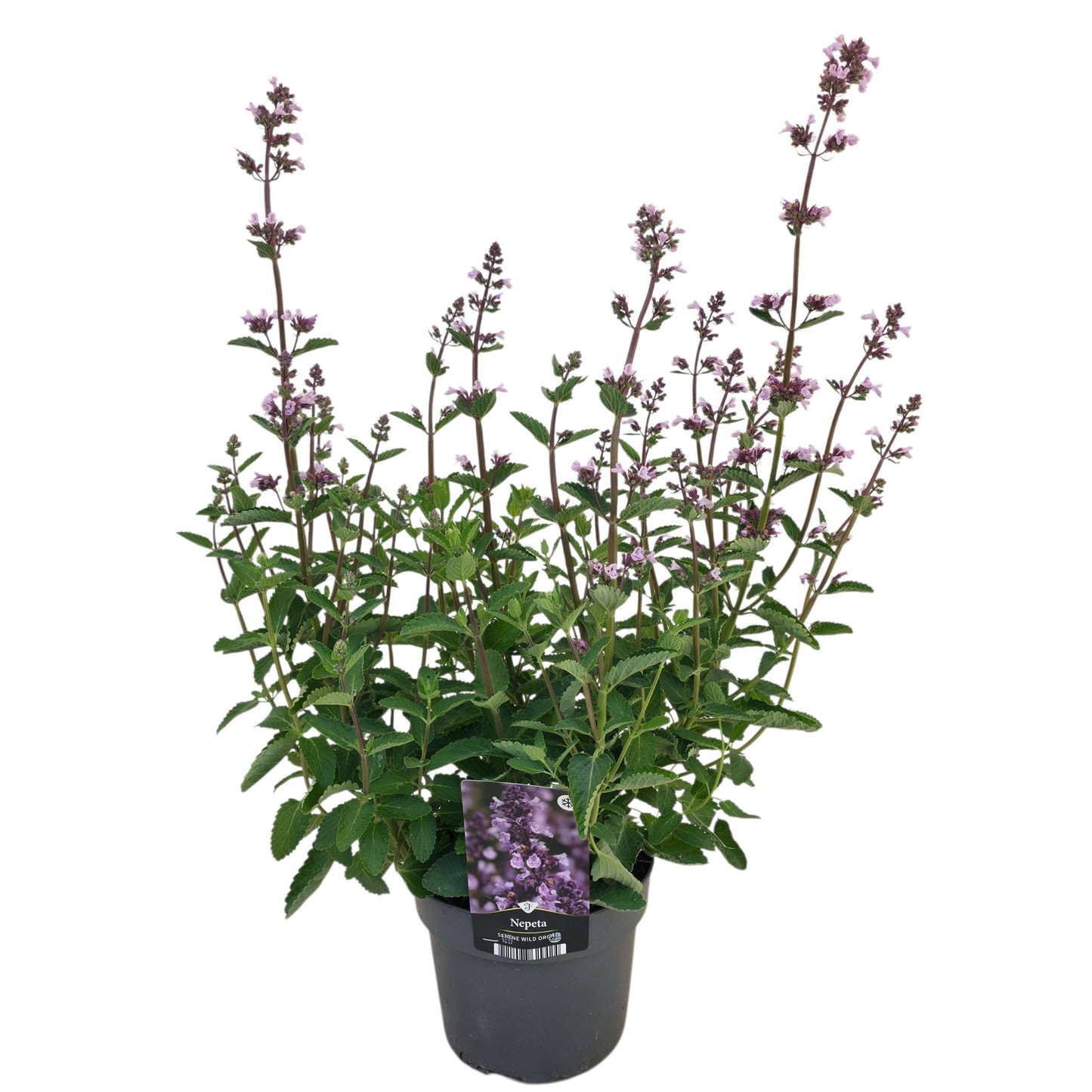 Nepeta faassenii 40cm 17cm Pot