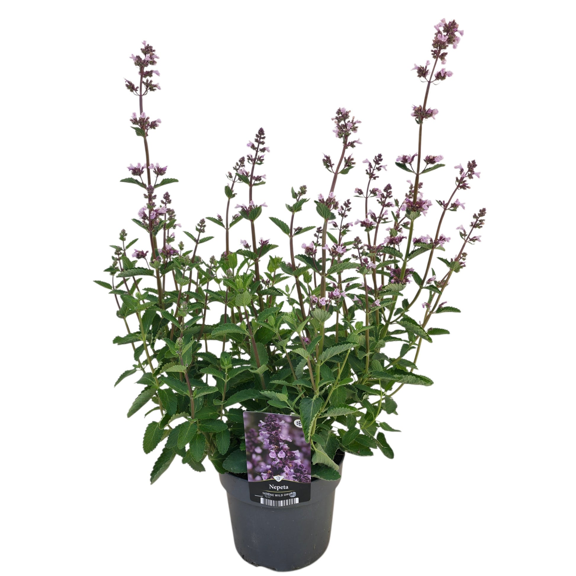 Nepeta faassenii 40cm 17cm Pot