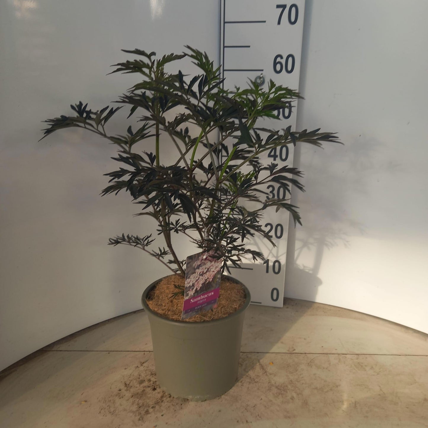 Sambucus nigra Black Lace 55cm 23cm Pot